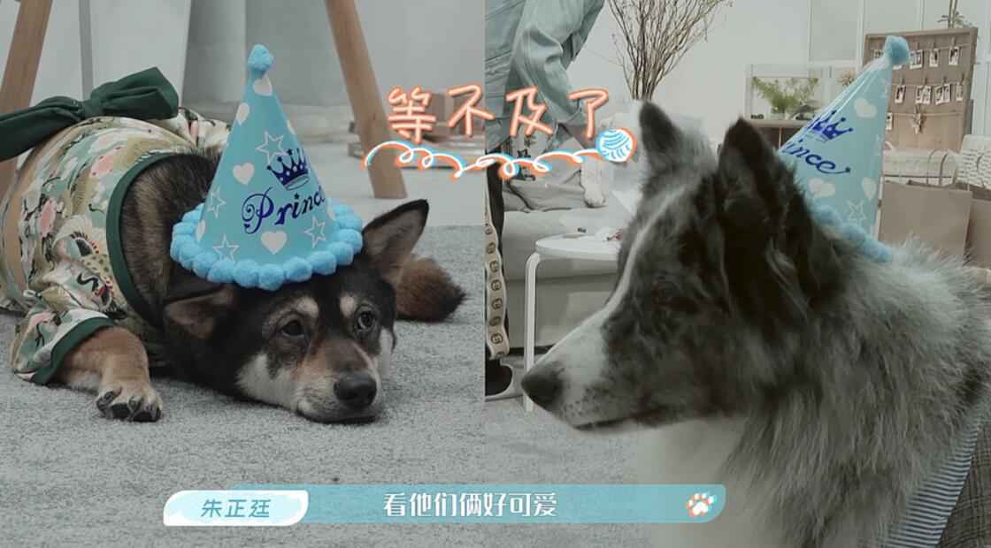 《汪喵物语》温情收官 朱正廷张雨剑泪别鹌鹑一条