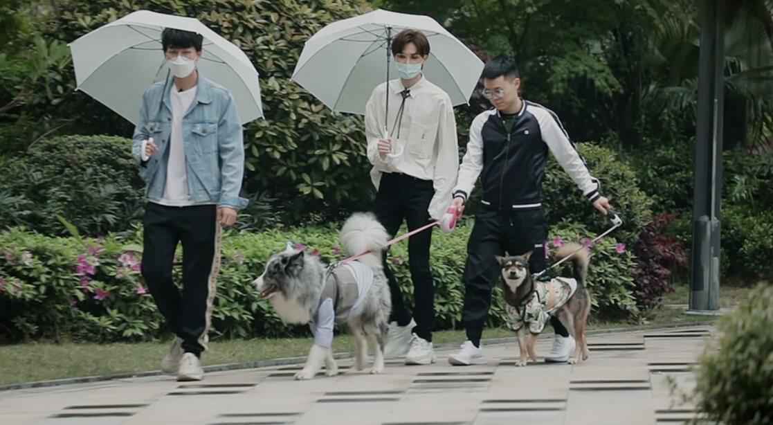 《汪喵物语》温情收官 朱正廷张雨剑泪别鹌鹑一条