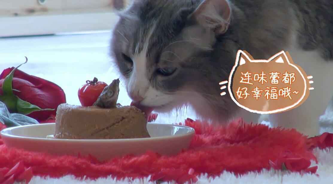 《汪喵物语》温情收官 朱正廷张雨剑泪别鹌鹑一条