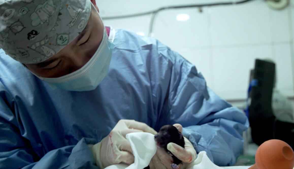 《小主安康宠物医院3》暖心开播，“宠物版人间世”感动回归