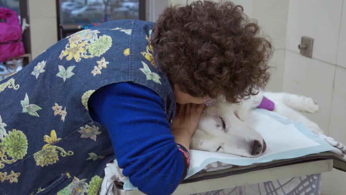 《小主安康宠物医院3》暖心开播，“宠物版人间世”感动回归