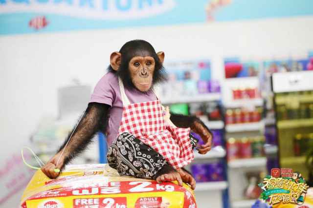 《神奇伙伴在哪里》预告：“神奇伙伴”工作初体验 “新职员”上任妙趣横生