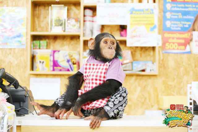 米亚冬冬工作逗趣不断 神奇伙伴在哪里陪你欢度国庆