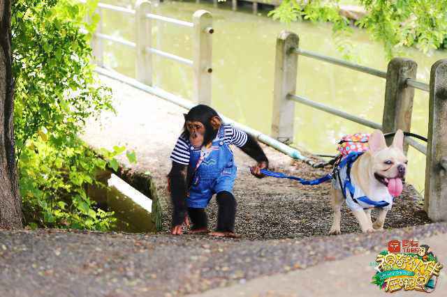育与娱乐的融合，《神奇伙伴》为动物类综艺节目提供了全新样本