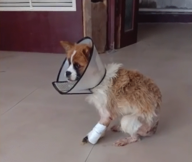 可怜小狗，双腿被铁丝绑住，丢入河中等死，是谁给它第二次生命？