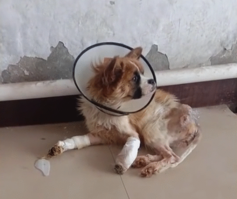 可怜小狗，双腿被铁丝绑住，丢入河中等死，是谁给它第二次生命？