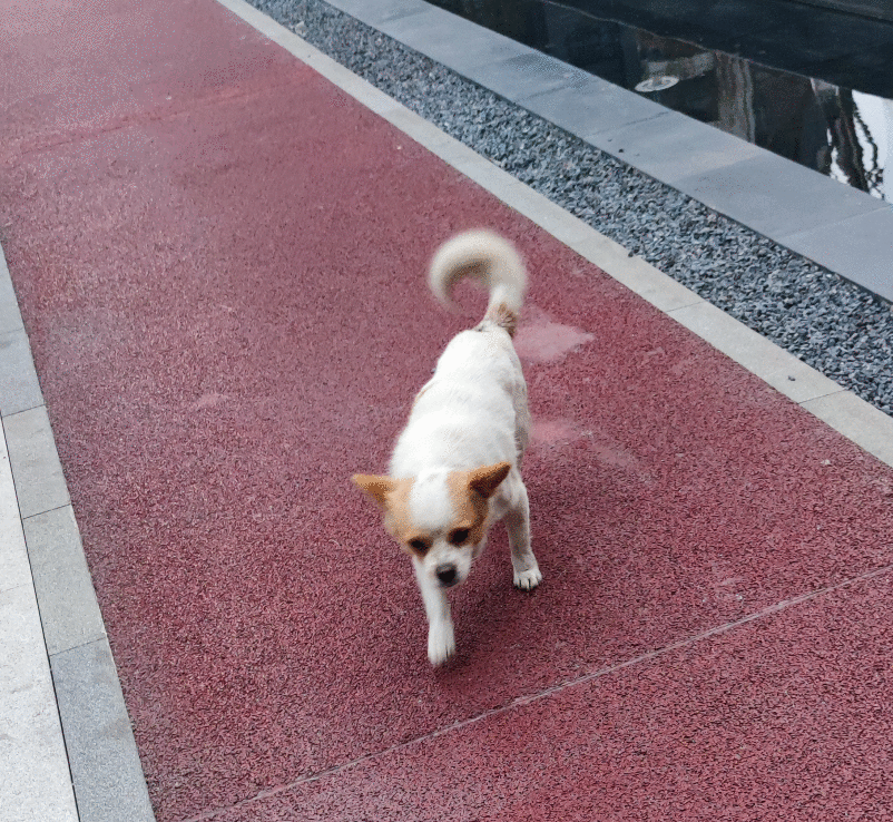 可怜小狗，双腿被铁丝绑住，丢入河中等死，是谁给它第二次生命？