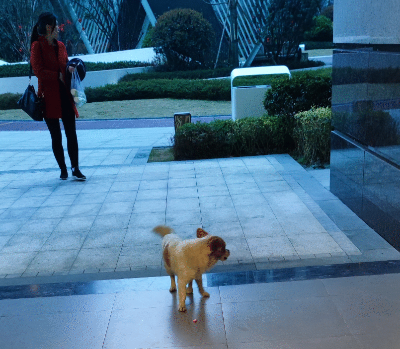 可怜小狗，双腿被铁丝绑住，丢入河中等死，是谁给它第二次生命？