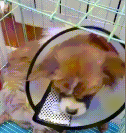 可怜小狗，双腿被铁丝绑住，丢入河中等死，是谁给它第二次生命？