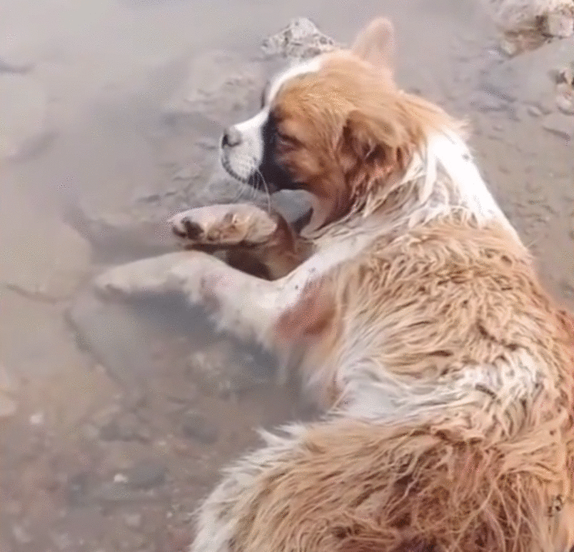 可怜小狗，双腿被铁丝绑住，丢入河中等死，是谁给它第二次生命？
