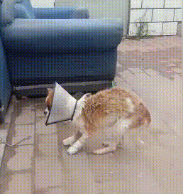 可怜小狗，双腿被铁丝绑住，丢入河中等死，是谁给它第二次生命？