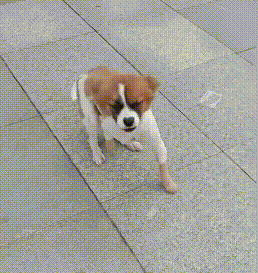 可怜小狗，双腿被铁丝绑住，丢入河中等死，是谁给它第二次生命？