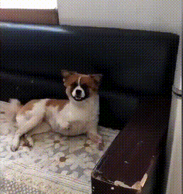 可怜小狗，双腿被铁丝绑住，丢入河中等死，是谁给它第二次生命？