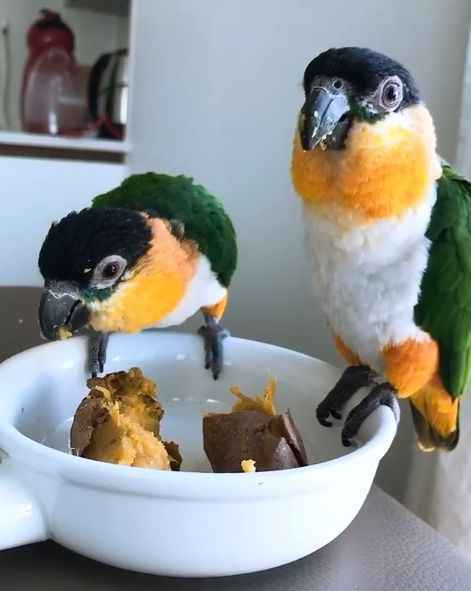 《Running Man》来宾朴荷娜带爱宠上节目，展示会跟著EDM音乐跳舞的鹦鹉！