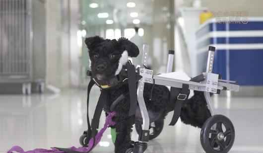 《此时此刻》城市流浪动物激增 法国女教师献计献策