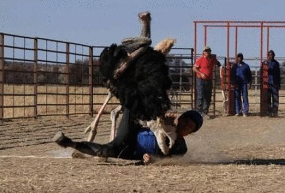 杨千嬅老公骑鸵鸟摔倒 被踩中裆部后惨叫