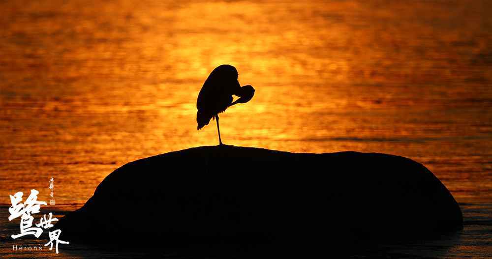 《鹭世界》发推广曲MV “精灵的眼睛”呼唤母爱