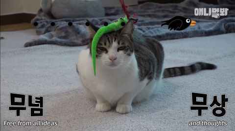 「喵的，老子才不怕水！」你看过爱游泳的猫吗？