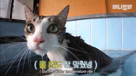 「喵的，老子才不怕水！」你看过爱游泳的猫吗？