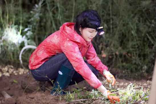 陶昕然、佟瑞欣变身“淘金矿工” 胡杏儿凌晨“佛系”挖百合