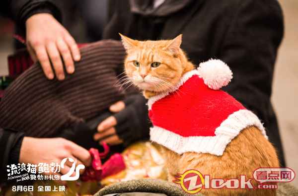 萌宠回眸 《流浪猫鲍勃2:鲍勃的礼物》定档8月6日 鲍勃猫延续最后的温暖