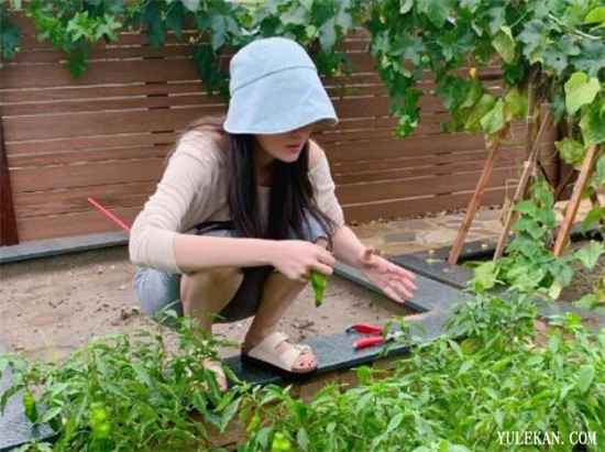 为什么张馨予突然高调示爱 一个细节暴露了原因