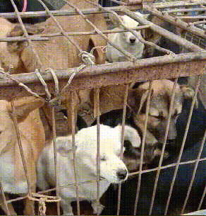 从狗肉车到幸福家，被主人卖掉的金毛，戴上假肢后，却能重新蜕变