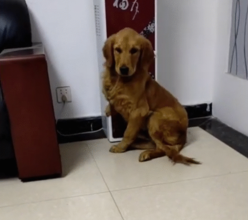 从狗肉车到幸福家，被主人卖掉的金毛，戴上假肢后，却能重新蜕变