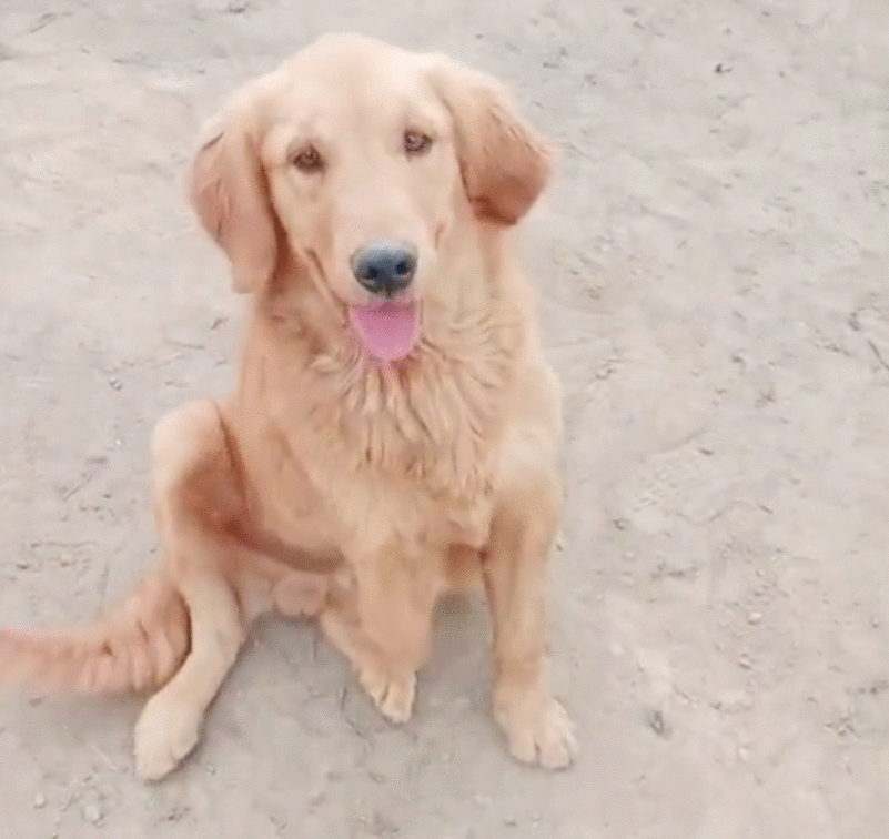 从狗肉车到幸福家，被主人卖掉的金毛，戴上假肢后，却能重新蜕变