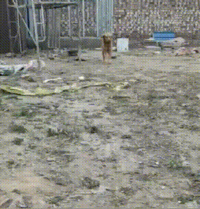 从狗肉车到幸福家，被主人卖掉的金毛，戴上假肢后，却能重新蜕变