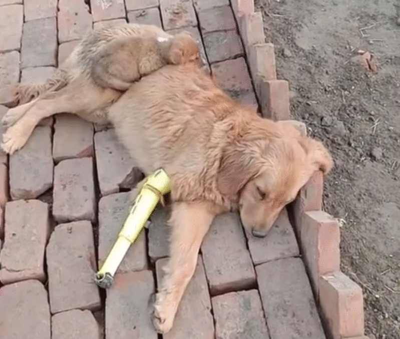 从狗肉车到幸福家，被主人卖掉的金毛，戴上假肢后，却能重新蜕变