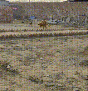 从狗肉车到幸福家，被主人卖掉的金毛，戴上假肢后，却能重新蜕变