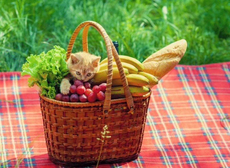 猫咪能吃“香蕉”吗?不只是好吃,原来有这些好处,除了这3类猫