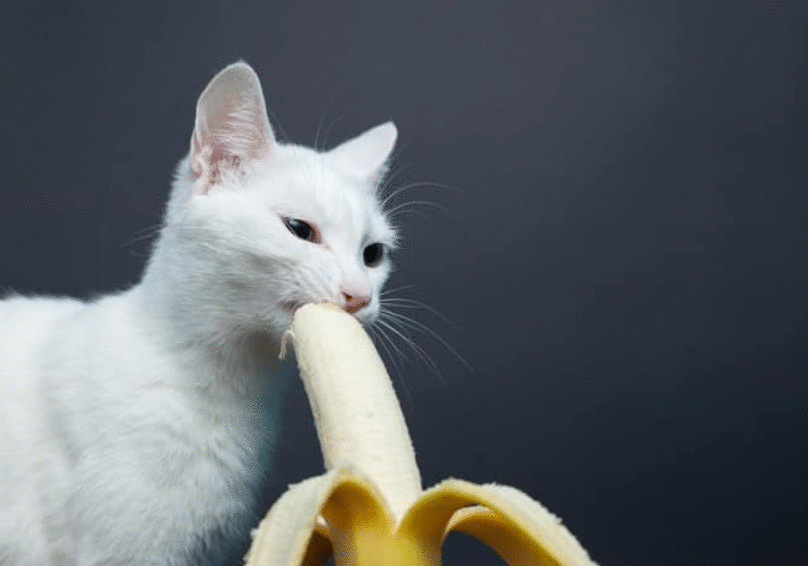 猫咪能吃“香蕉”吗?不只是好吃,原来有这些好处,除了这3类猫