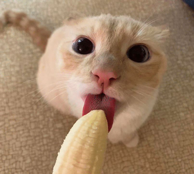 猫咪能吃“香蕉”吗?不只是好吃,原来有这些好处,除了这3类猫
