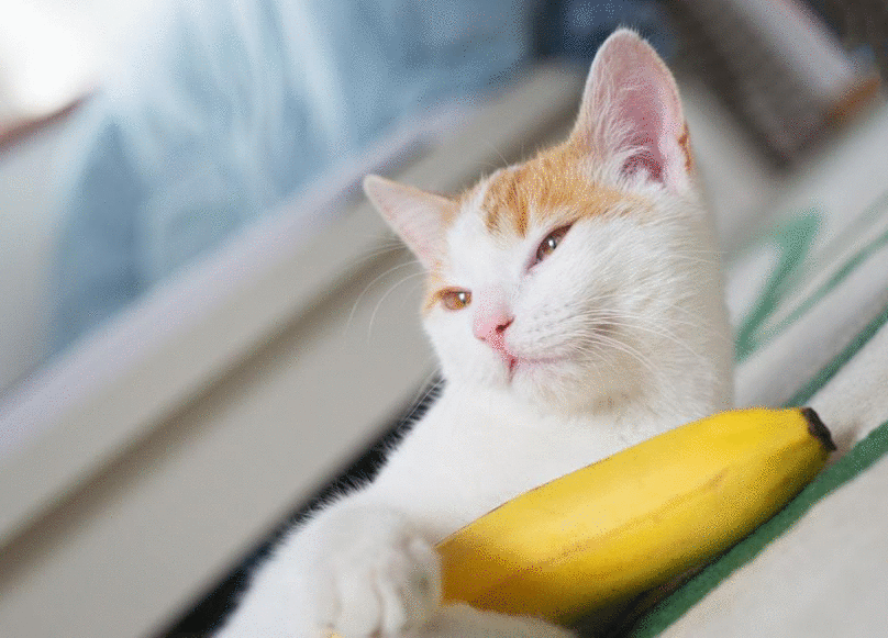 猫咪能吃“香蕉”吗?不只是好吃,原来有这些好处,除了这3类猫