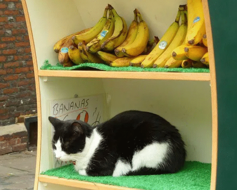 猫咪能吃“香蕉”吗?不只是好吃,原来有这些好处,除了这3类猫