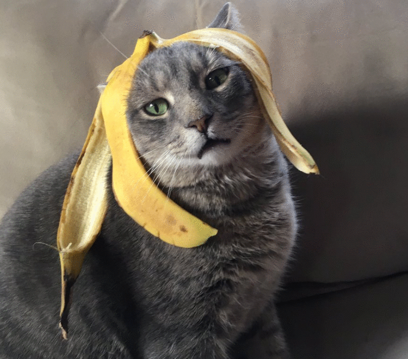 猫咪能吃“香蕉”吗?不只是好吃,原来有这些好处,除了这3类猫