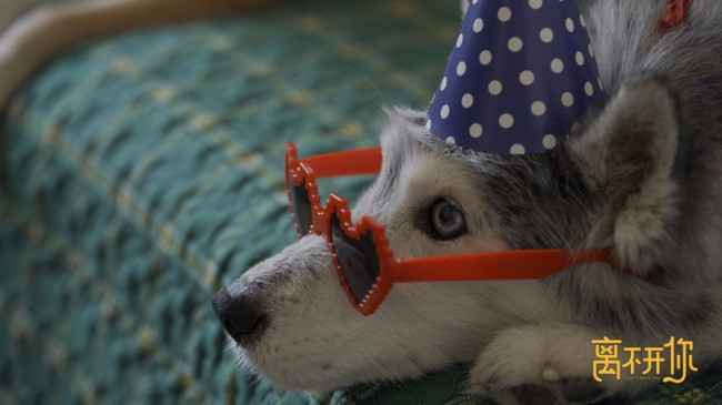 《离不开你》首播引热议 聚焦人宠衰老的解法