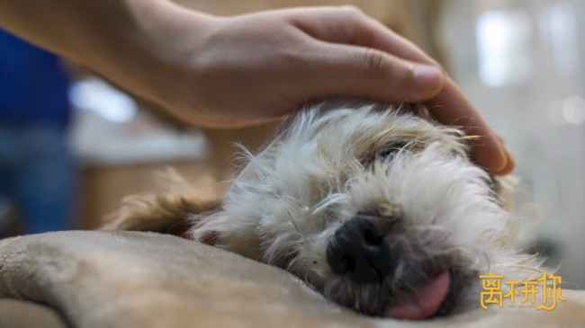 《离不开你》直戳泪点 从宠物离世学会爱与珍惜