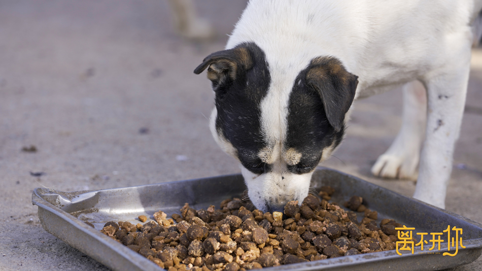 爱奇艺纪录片《离不开你》直击导盲犬的4次分离 从分离中感受爱与责任
