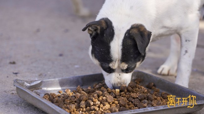 《离不开你》持续催泪疫情下留守宠物现状引发关注