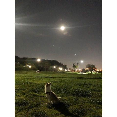 爱狗人成勋 公开悉心照顾下重获新生的YangHee近况